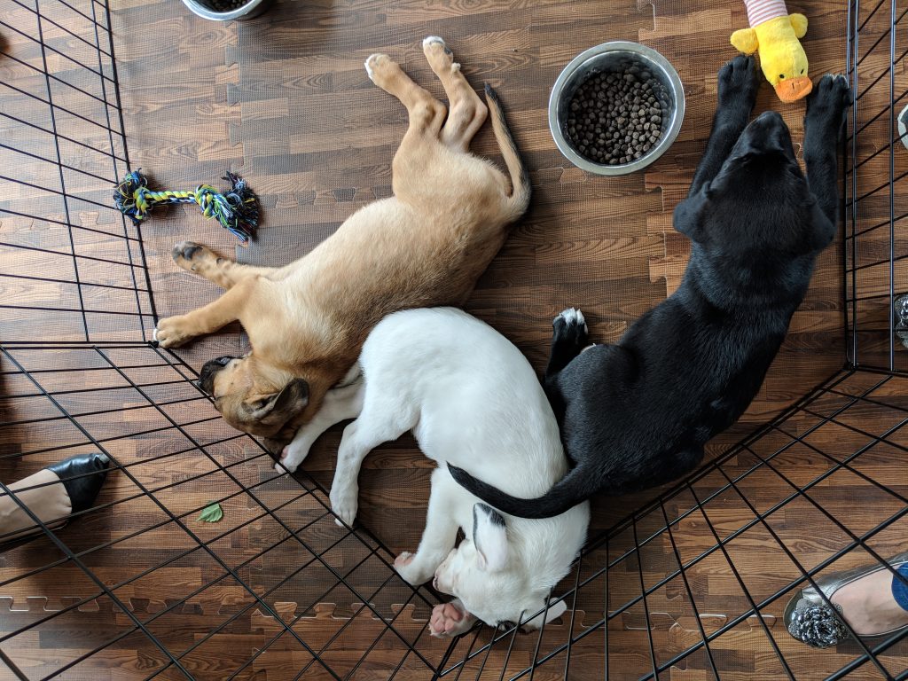 Three sleeping puppies in a pen.