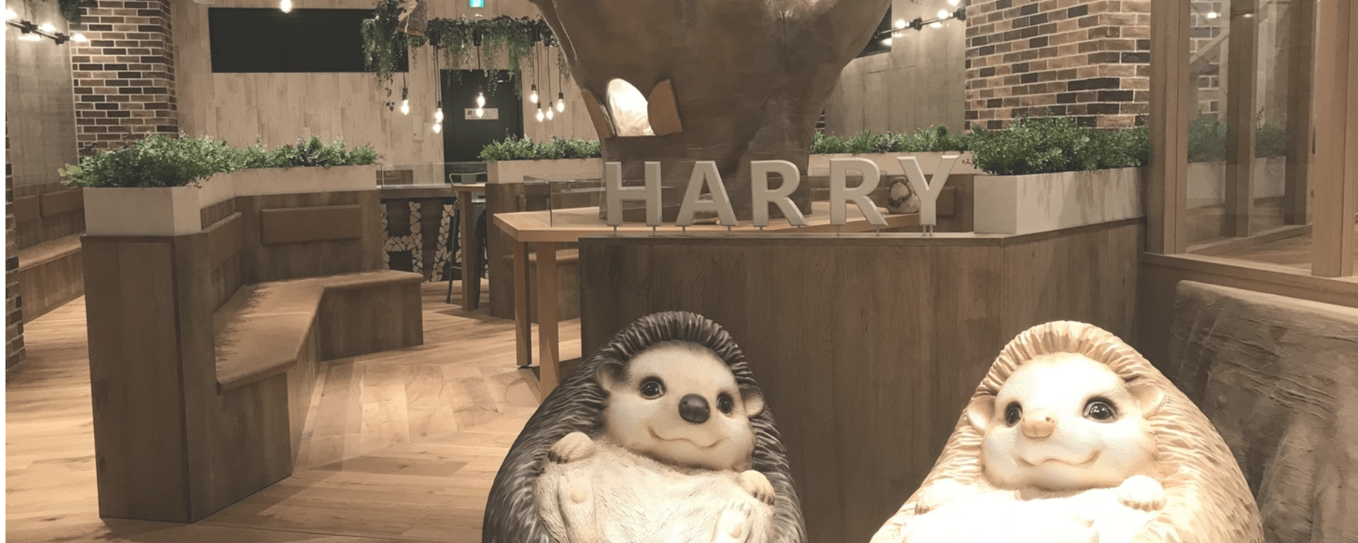 Harry Hedgehog Cafe in Japan