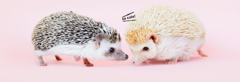 Hedgehogs from the Harry Hedge Cafe in Japan